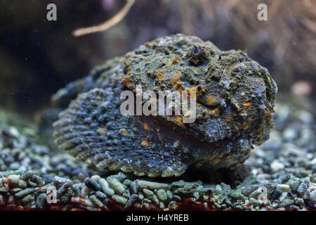 Riff Steinfisch (Synanceia verzweigt), auch bekannt als die Steinfische. Tierwelt Tier. Stockfoto