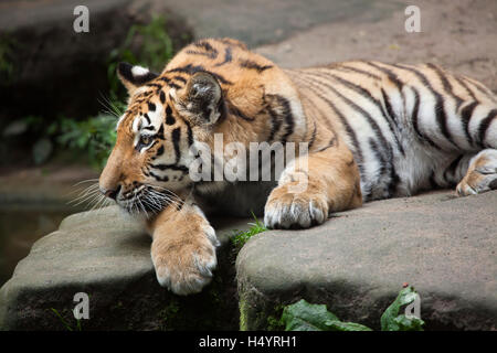 Ein-Jahr-alte sibirische Tiger (Panthera Tigris Altaica) genannt Aljoscha im Nürnberger Zoo in Nürnberg, Bayern, Deutschland. Zwei Siber Stockfoto