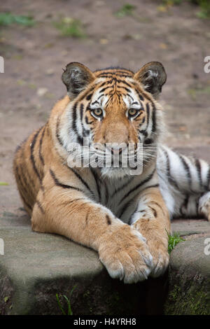 Ein-Jahr-alte sibirische Tiger (Panthera Tigris Altaica) genannt Aljoscha im Nürnberger Zoo in Nürnberg, Bayern, Deutschland. Zwei Siber Stockfoto