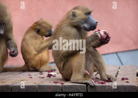 Guinea-Pavian (Papio Papio). Weiblicher Pavian mit ihren Neugeborenen im Nürnberger Zoo in Nürnberg, Bayern, Deutschland. Stockfoto