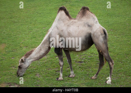 Baktrischen Kamel (Camelus Bactrianus). Haustier. Stockfoto