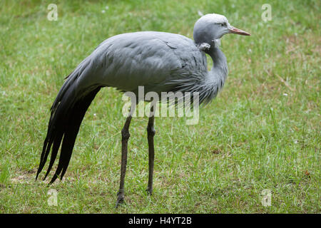 Blauen Kranich (Grus Paradisea), auch bekannt als die Stanley oder Paradies Kran. Tierwelt Tier. Stockfoto