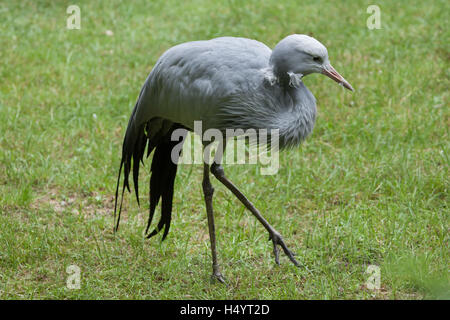 Blauen Kranich (Grus Paradisea), auch bekannt als die Stanley oder Paradies Kran. Tierwelt Tier. Stockfoto