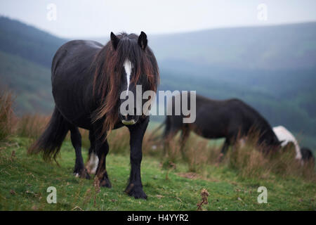 Wildpferde in Heu Bluff, Heu auf Wye, Powys, Wales, Brecon-Beacons-Nationalpark Stockfoto
