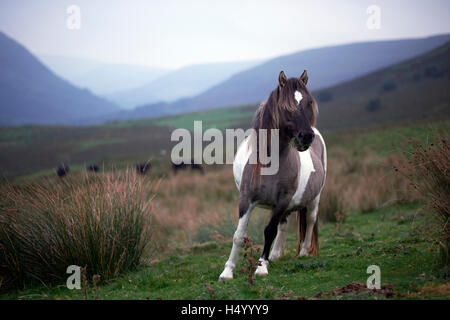 Wildpferde in Powys, Wales, Heu-Bluff, uk Stockfoto