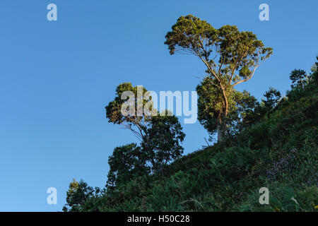 Flankiert durch den Wind an der Küste des Kantabrischen Meeres Baum, La Arena, Strand, Bilbao, Spanien Stockfoto