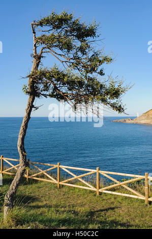 Flankiert durch den Wind an der Küste des Kantabrischen Meeres Baum, La Arena, Strand, Bilbao, Spanien Stockfoto