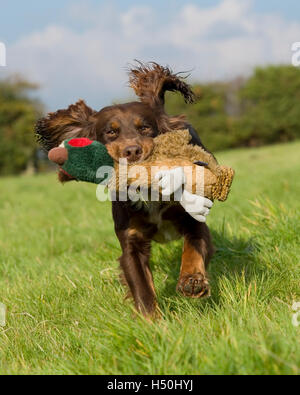 Cocker Spaniel mit Fasan Spielzeug Stockfoto