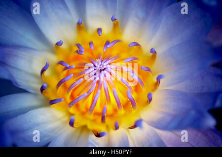 Tropischen Seerose. Arten von Nymphaea. Huges Wassergärten. Oregon Stockfoto