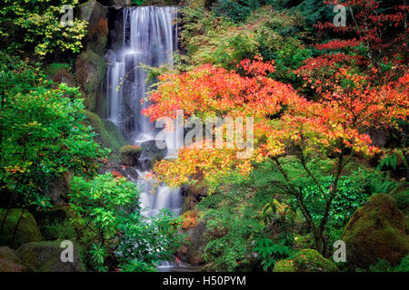 Herbstfarben mit Wasserfall in japanischen Gärten. Portland. Oregon Stockfoto