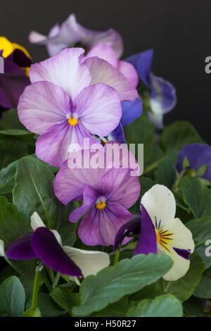 Nahaufnahme von gemischten Winter-Pansies vor einem dunklen Hintergrund Stockfoto