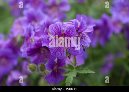 Hardy Purple Cranesbill Geranium blüht in einem englischen Garten, UK Stockfoto