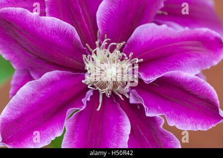 Clematis Dr. Ruppel Blume aus nächster Nähe Stockfoto