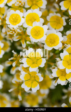 Nahaufnahme von Limnanthes Douglasii - poched Egg plant in Flower, England, UK Stockfoto