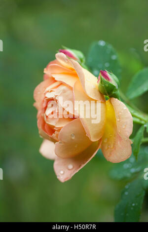 Nahaufnahme der Dame von Shalott erhob sich vor einem verschwommenen grünen Hintergrund. Blüte in einem englischen Garten, UK Stockfoto