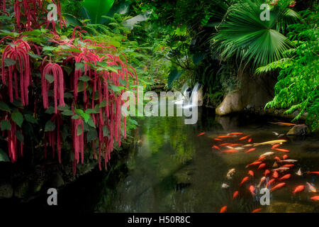 Teich mit roten Chennile, Koi und Wasserfällen. Victoria Schmetterlingsgärten, Victoria, b.c. Stockfoto