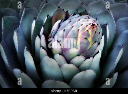 Aloe-Pflanze hautnah. Big Sur Küste, California Stockfoto