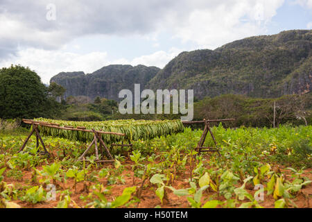 Tabakblätter trocknen in den Bereichen außerhalb Vinales Stockfoto