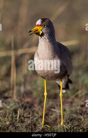 African Flecht-, Kiebitz oder Senegal Flecht-Regenpfeifer Stockfoto