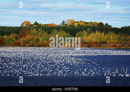 Große Herde von Schneegänsen, Chen Caerulescens, auf dem Wasser. Stockfoto