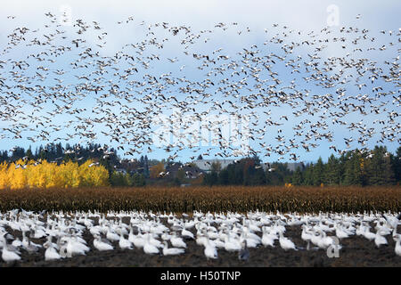 Große Herde von Schneegänsen, Chen Caerulescens, während des Fluges und in gepflügtes Feld. Stockfoto