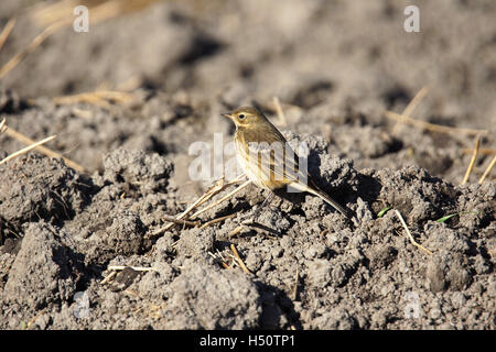 Amerikanische Pieper, Anthus Rubescens in gepflügtes Feld. Stockfoto