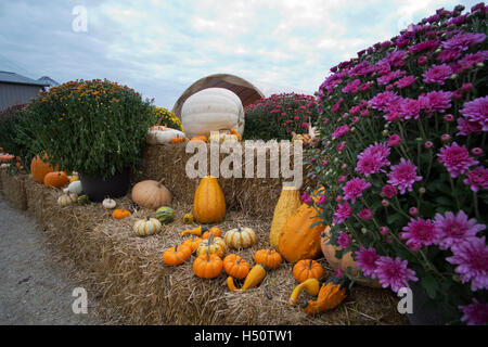 Chrysanthemen, Kürbisse und Kalebassen auf dem Display auf dem Bauernhof in der Nähe von Hebron, Illinois Stockfoto