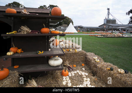 Kürbis und Kürbis anzeigen auf dem Bauernhof in der Nähe von Hebron, Illinois Stockfoto