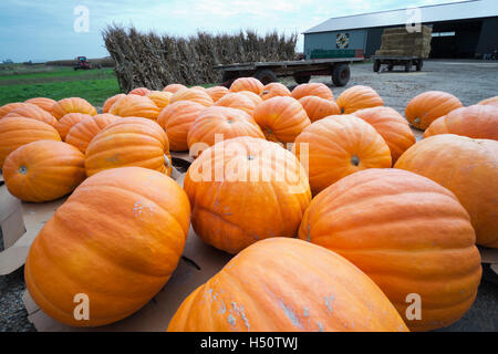 Riesige Kürbisse sitzen auf Paletten in einem Hof warten am Markt des Landwirts angezeigt werden sollen. Stockfoto