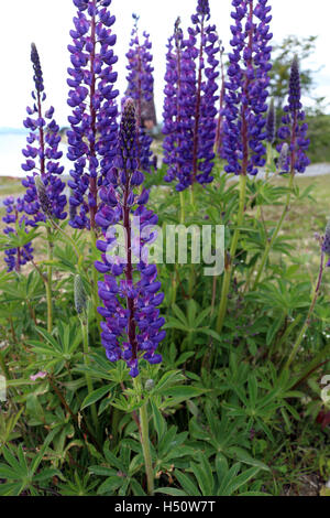 Lila lila Lupinen (Lupinus sp) in einem Garten Stockfoto