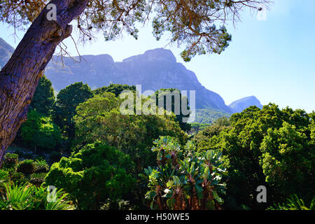 Der Kirstenbosch National Botanical Garden, ein Schaufenster für die einheimische Flora Südafrikas. Kapstadt-Südafrika Stockfoto