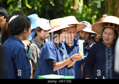 SINGBURI - THAILAND 18: Bauern Pflanzen Reis durch den Nachweis ausreichender Wirtschaft wie Könige und Thailand ihre Loyalität gegenüber der Monarchie am Bangrachan am 18. Oktober 2016 in Singburi, Thailand zeigen. Stockfoto