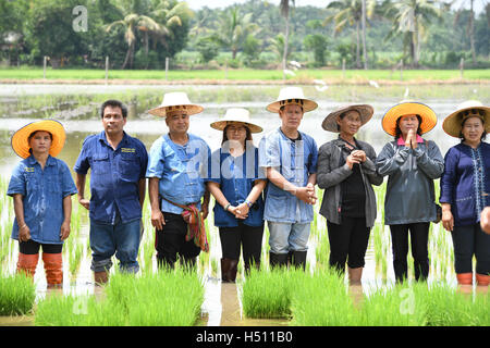 SINGBURI - THAILAND 18: Bauern Pflanzen Reis durch den Nachweis ausreichender Wirtschaft wie Könige und Thailand ihre Loyalität gegenüber der Monarchie am Bangrachan am 18. Oktober 2016 in Singburi, Thailand zeigen. Stockfoto