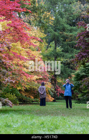 Westonbirt Arboretum, South Gloucestershire, UK. 19. Oktober 2016. 19. Oktober 2016. Eine beeindruckende Darstellung von Blatt Farben ist bei seinen Höhepunkt in der Acer-Lichtung und andere Wanderwege am National Arboretum von der Forestry Commission verwaltet. Die Haltestelle für den öffentlichen, die wechselnden Farben von rot, Gold und Orange auf den japanischen Ahorn-Bäumen zu bewundern. Dies ist der optimale Zeitpunkt Zeuge der wandelnden Blätter im Herbst, bevor die Massen von Menschen über das Wochenende und die bevorstehende Semesterhälfte Ferienwoche ankommen. Bildnachweis: Wayne Farrell/Alamy Live-Nachrichten Stockfoto