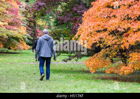 Westonbirt Arboretum, South Gloucestershire, UK. 19. Oktober 2016. 19. Oktober 2016. Eine beeindruckende Darstellung von Blatt Farben ist bei seinen Höhepunkt in der Acer-Lichtung und andere Wanderwege am National Arboretum von der Forestry Commission verwaltet. Die Haltestelle für den öffentlichen, die wechselnden Farben von rot, Gold und Orange auf den japanischen Ahorn-Bäumen zu bewundern. Dies ist der optimale Zeitpunkt Zeuge der wandelnden Blätter im Herbst, bevor die Massen von Menschen über das Wochenende und die bevorstehende Semesterhälfte Ferienwoche ankommen. Bildnachweis: Wayne Farrell/Alamy Live-Nachrichten Stockfoto