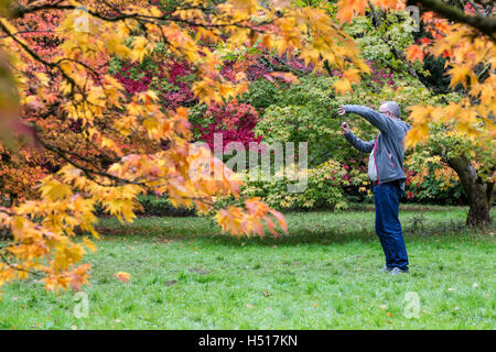 Westonbirt Arboretum, South Gloucestershire, UK. 19. Oktober 2016. 19. Oktober 2016. Eine beeindruckende Darstellung von Blatt Farben ist bei seinen Höhepunkt in der Acer-Lichtung und andere Wanderwege am National Arboretum von der Forestry Commission verwaltet. Die Haltestelle für den öffentlichen, die wechselnden Farben von rot, Gold und Orange auf den japanischen Ahorn-Bäumen zu bewundern. Dies ist der optimale Zeitpunkt Zeuge der wandelnden Blätter im Herbst, bevor die Massen von Menschen über das Wochenende und die bevorstehende Semesterhälfte Ferienwoche ankommen. Bildnachweis: Wayne Farrell/Alamy Live-Nachrichten Stockfoto