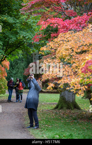 Westonbirt Arboretum, South Gloucestershire, UK. 19. Oktober 2016. 19. Oktober 2016. Eine beeindruckende Darstellung von Blatt Farben ist bei seinen Höhepunkt in der Acer-Lichtung und andere Wanderwege am National Arboretum von der Forestry Commission verwaltet. Die Haltestelle für den öffentlichen, die wechselnden Farben von rot, Gold und Orange auf den japanischen Ahorn-Bäumen zu bewundern. Dies ist der optimale Zeitpunkt Zeuge der wandelnden Blätter im Herbst, bevor die Massen von Menschen über das Wochenende und die bevorstehende Semesterhälfte Ferienwoche ankommen. Bildnachweis: Wayne Farrell/Alamy Live-Nachrichten Stockfoto
