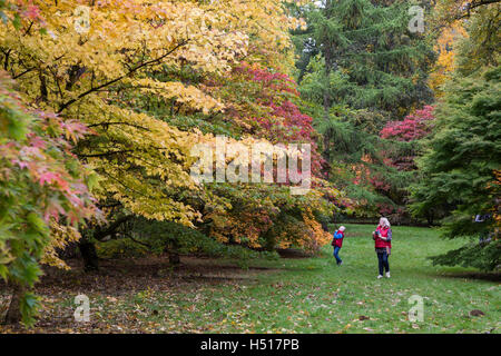 Westonbirt Arboretum, South Gloucestershire, UK. 19. Oktober 2016. 19. Oktober 2016. Eine beeindruckende Darstellung von Blatt Farben ist bei seinen Höhepunkt in der Acer-Lichtung und andere Wanderwege am National Arboretum von der Forestry Commission verwaltet. Die Haltestelle für den öffentlichen, die wechselnden Farben von rot, Gold und Orange auf den japanischen Ahorn-Bäumen zu bewundern. Dies ist der optimale Zeitpunkt Zeuge der wandelnden Blätter im Herbst, bevor die Massen von Menschen über das Wochenende und die bevorstehende Semesterhälfte Ferienwoche ankommen. Bildnachweis: Wayne Farrell/Alamy Live-Nachrichten Stockfoto