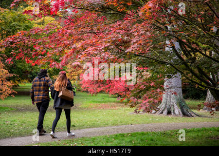 Westonbirt Arboretum, South Gloucestershire, UK. 19. Oktober 2016. 19. Oktober 2016. Eine beeindruckende Darstellung von Blatt Farben ist bei seinen Höhepunkt in der Acer-Lichtung und andere Wanderwege am National Arboretum von der Forestry Commission verwaltet. Die Haltestelle für den öffentlichen, die wechselnden Farben von rot, Gold und Orange auf den japanischen Ahorn-Bäumen zu bewundern. Dies ist der optimale Zeitpunkt Zeuge der wandelnden Blätter im Herbst, bevor die Massen von Menschen über das Wochenende und die bevorstehende Semesterhälfte Ferienwoche ankommen. Bildnachweis: Wayne Farrell/Alamy Live-Nachrichten Stockfoto