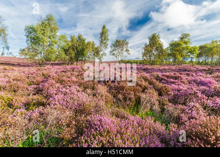 Blühende Heide Blumen, Wiese und herbstlichen Birken im Hintergrund Stockfoto