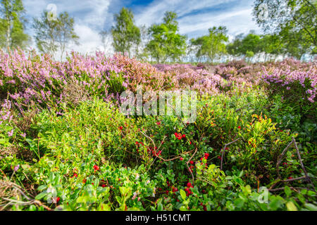 Waldbeeren und blühende Heide Blumen Wiese Stockfoto