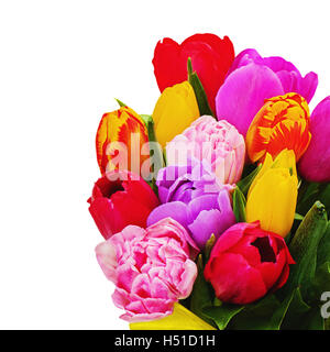 Fragment von floralen Bouquet aus bunten Tulpen isoliert auf weißem Hintergrund. Stockfoto