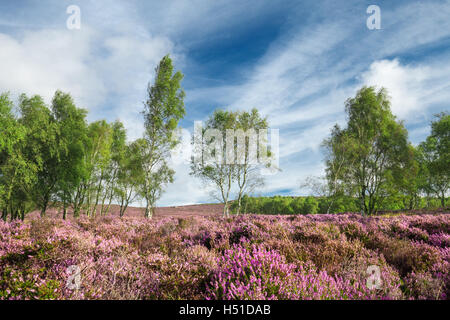 Blumen lila Heidekraut und Birke Bäume Hintergrund Stockfoto