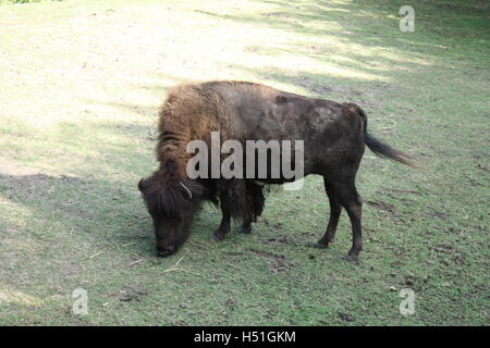 Ochse / Stier / Kuh im Washington Smithsonian Zoo kauen auf dem Rasen in der Sonne Stockfoto