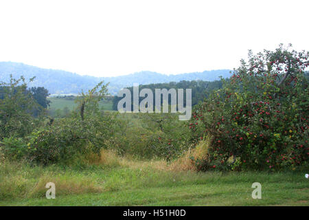 Blick auf einem Apple Orchard Stockfoto