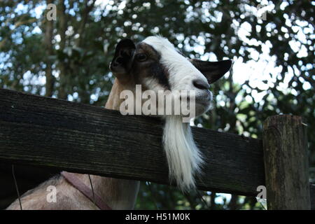 Ziege den Kopf über den Zaun von der Pen - mit Ziegenbart stossen! Stockfoto