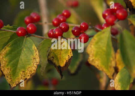 Reife Frucht eines Winterbeerstrauch (Schwarze Erle) im Herbst Stockfoto