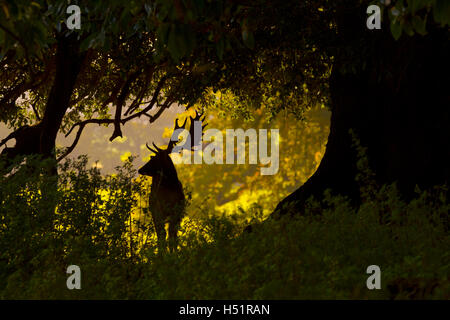 Damhirschen Cervus Dama Buck und Herbst Wald Stockfoto
