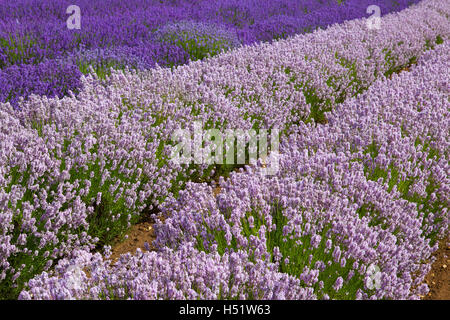 Lavendel-Felder in Heacham Lavander Farm, Großbritannien. Es bleibt Englands premier Lavendelfarm. Stockfoto