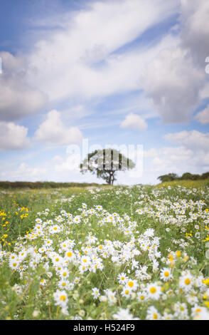 Einsamer Baum in einem Feld voller wilden Gänseblümchen und gelbe Blüten an einem hellen und fröhlichen Sommertag auf dem Lande Stockfoto